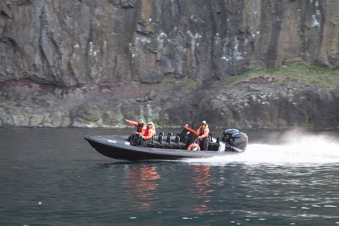 1 Hour Iceland Nature and Wildlife RIB Small Group Guided Safari - Why the one-hour format works, and where it falls short