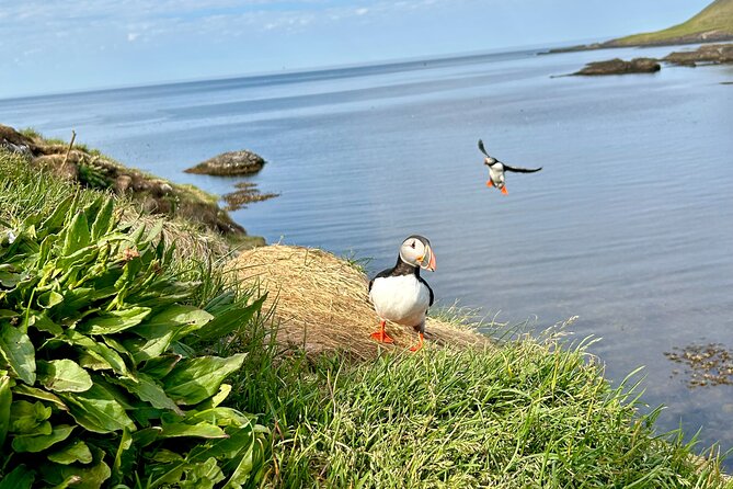 1 Hour Iceland Nature and Wildlife RIB Small Group Guided Safari - The value of $160 per person