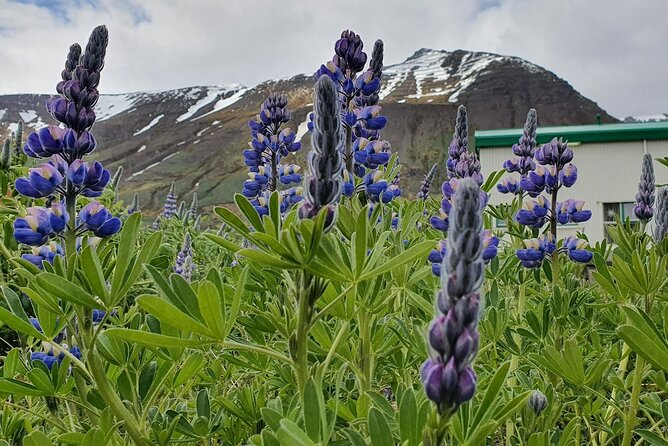 1-Hour Siglufjörður Stroll - Timing, Weather, and Practical Details