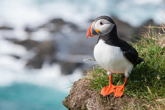 1-Hour Small Group Sightseeing Boat Tour in Vestmannaeyjar - What this one-hour RIB ride is really like
