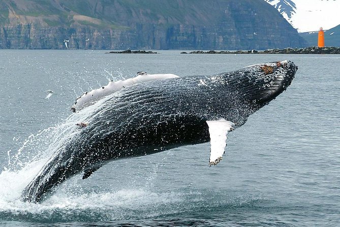 100% Whale Watching - The scenery is part of the experience