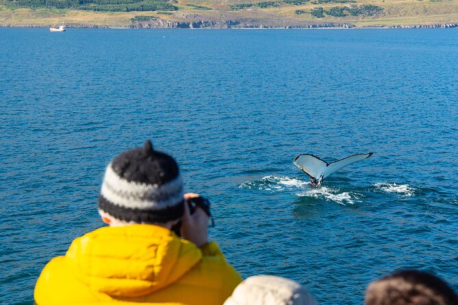 100% Whale Watching - Is $90 a fair price?