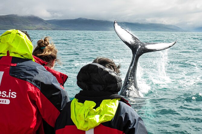 100% Whale Watching - The first 25 minutes on the water
