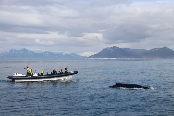 2-Hour RIB Boat Whale Watching Tour from Reykjavik - What the two-hour RIB tour is really like