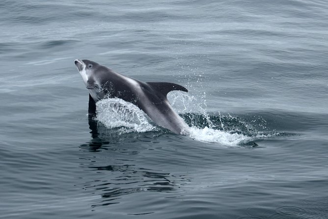 2-Hour RIB Boat Whale Watching Tour from Reykjavik - Racing across Faxaflói Bay