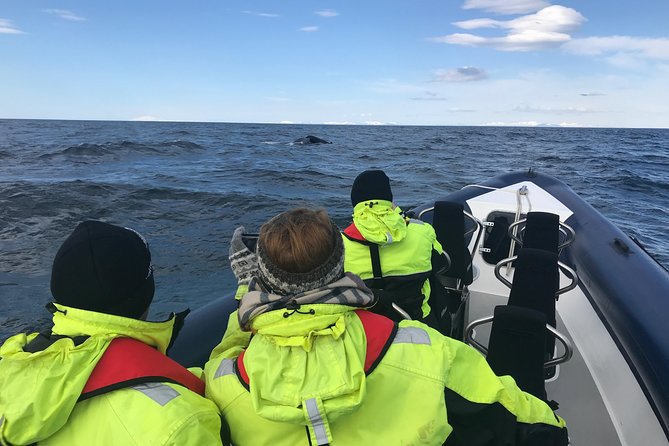 2-Hour RIB Boat Whale Watching Tour from Reykjavik - Searching for whales, dolphins, and porpoises