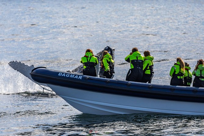2-Hour RIB Boat Whale Watching Tour from Reykjavik - Akurey and the summer puffins