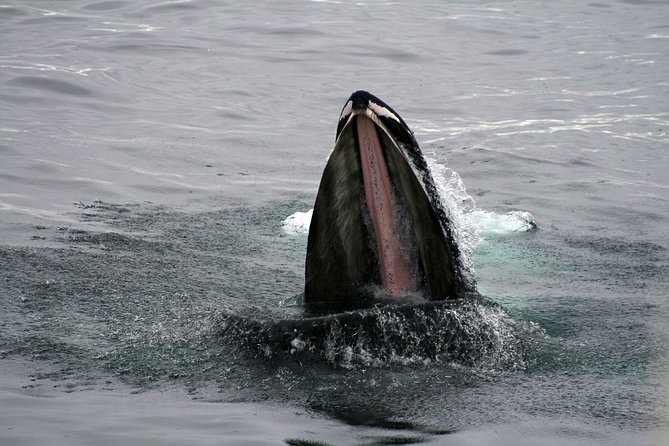 2-Hour RIB Boat Whale Watching Tour from Reykjavik - How rough is the ride?