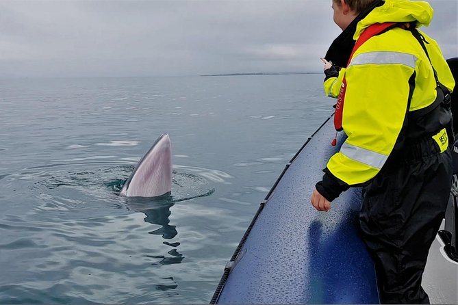 2-Hour RIB Boat Whale Watching Tour from Reykjavik - Suiting up for cold wind and sea spray