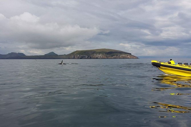 2 hour Round Trip in Vestmannaeyjar on a RIB Boat - Who should book this RIB trip?