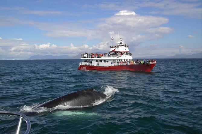 6 Day Iceland Ring Road Highlights Tour With Accommodation - Day 5: Whale watching from Akureyri and the northern coast