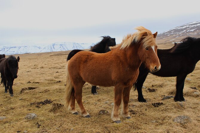 8 Day Winter Circle Tour, Ring Route of Iceland with Snæfellsnes Peninsula - What the eight-day Ring Road route really gives you