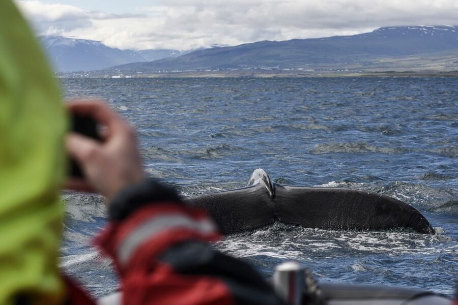 Akureyri: 2-Hour Whale Watching Express by RIB Speedboat - Why the RIB boat changes the whale-watching experience