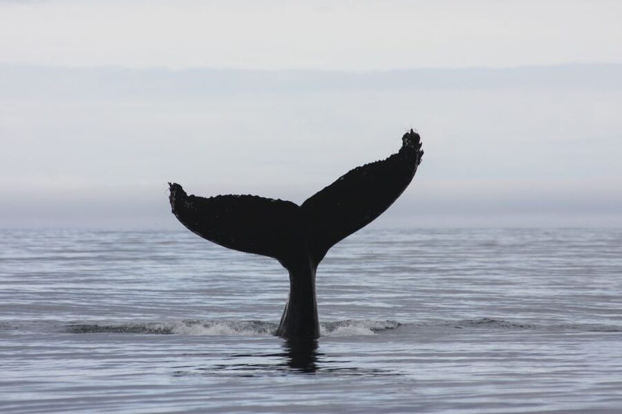 Akureyri: 2-Hour Whale Watching Express by RIB Speedboat - Should you book it?