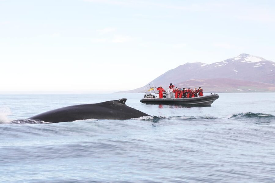 Akureyri: 2-Hour Whale Watching Express by RIB Speedboat - Leaving Oddeyrarbót beside Hof