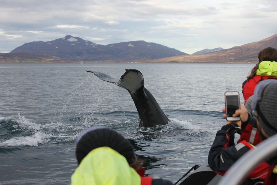 Akureyri: 2-Hour Whale Watching Express by RIB Speedboat - Searching for humpbacks, minkes, and dolphins