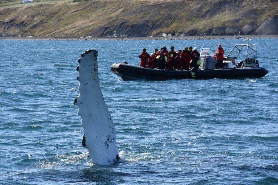 Akureyri: 2-Hour Whale Watching Express by RIB Speedboat - The scenery beyond the whales