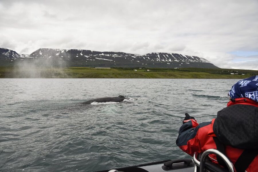 Akureyri: 2-Hour Whale Watching Express by RIB Speedboat - Is $200 a fair price?