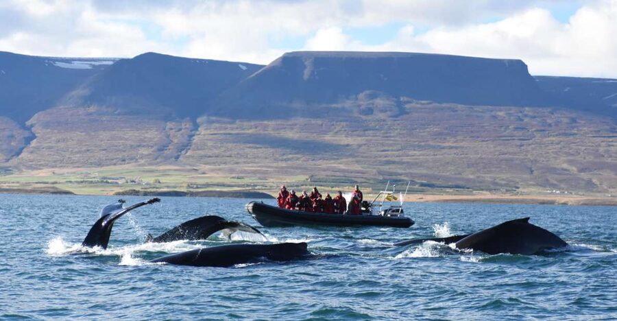 Akureyri: 2-Hour Whale Watching Express by RIB Speedboat - The first run across Eyjafjord