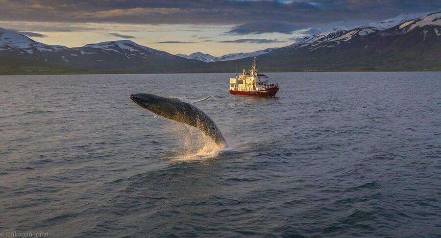 Akureyri: 3-Hour Classic Whale Watching Tour by Ship - Meeting the humpbacks in open water