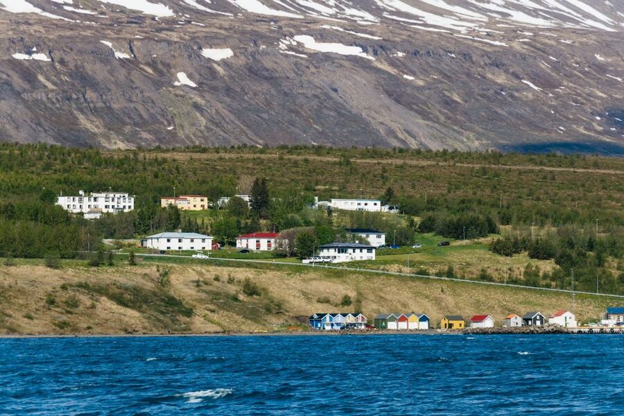 Akureyri: 3-Hour Classic Whale Watching Tour by Ship - Other wildlife you might spot