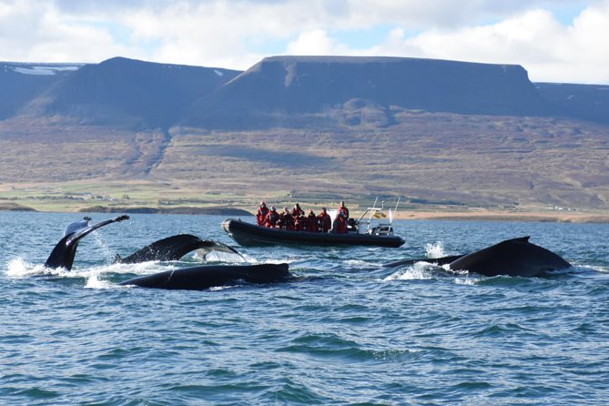 Akureyri Express Whale Watching by RIB boat - A fast whale watch from Akureyri’s central pier