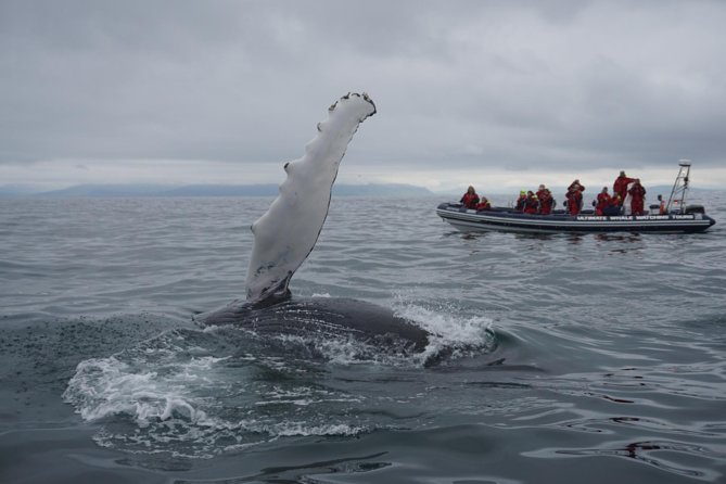 Akureyri Express Whale Watching by RIB boat - Searching for humpbacks, minkes, and dolphins