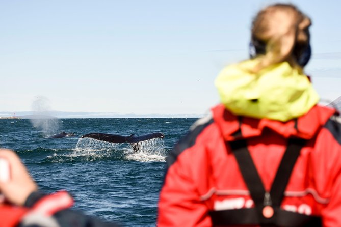 Akureyri Express Whale Watching by RIB boat - Crossing Eyjafjörður in a rigid-inflatable boat