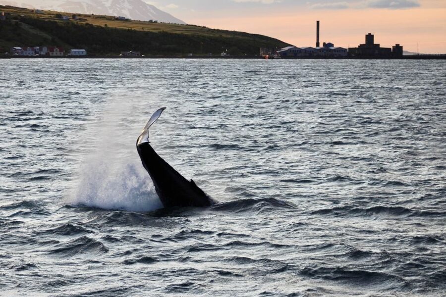 Akureyri: Whale Watching in the Midnight Sun - Key points to know before you book