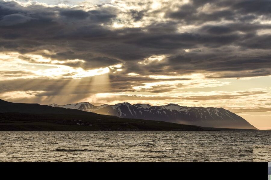 Akureyri: Whale Watching in the Midnight Sun - What the naturalist guide adds