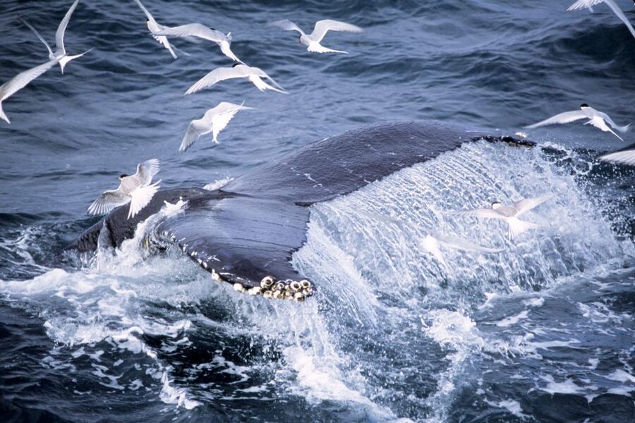 Akureyri: Whale Watching in the Midnight Sun - Environmental care and the online whale diary