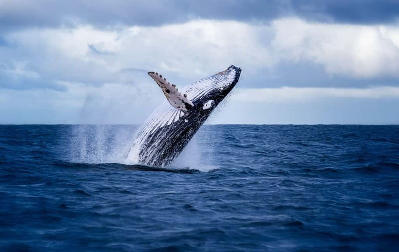 Akureyri: Whale Watching Shore Excursions - Key points before you book