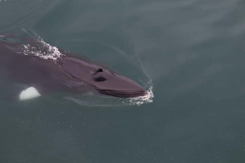 Akureyri: Whale Watching Shore Excursions - Meeting humpback whales in the wild