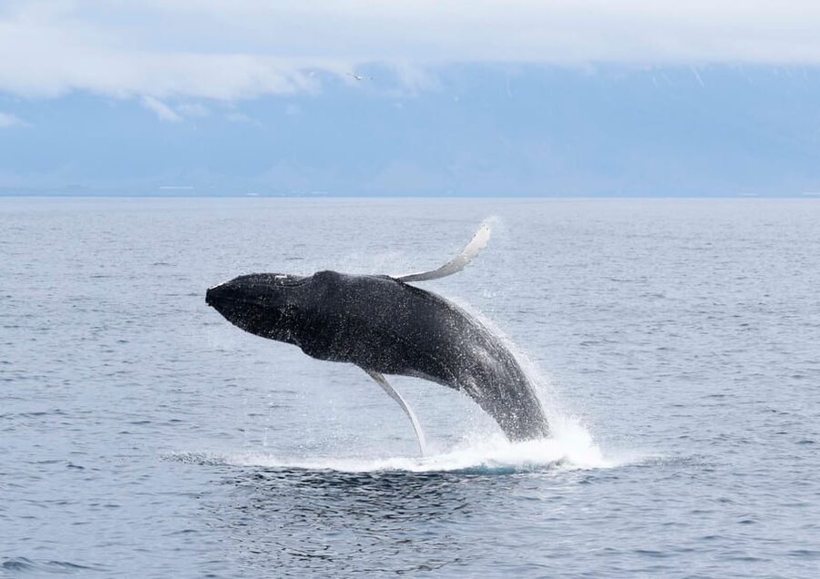 Akureyri: Whale Watching Tour & Forest Lagoon Entrance - Moving from the port to Forest Lagoon