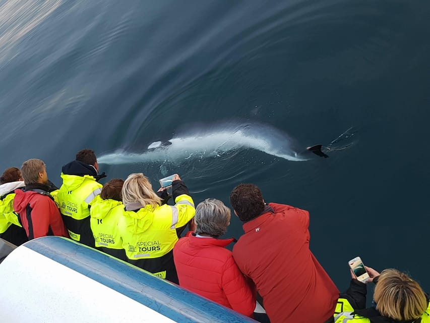 Akureyri: Whale Watching Tour & Forest Lagoon Entrance - Looking for humpback whales in Eyjafjörður