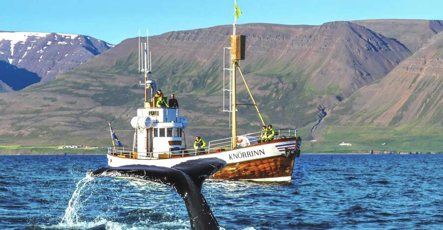Árskógssandur: Whale-Watching Boat Trip - Why Árskógssandur makes sense for whale watching