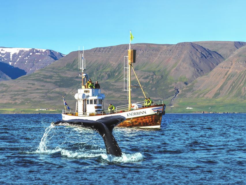Árskógssandur: Whale-Watching Boat Trip - A two-and-a-half-hour cruise through the fjord