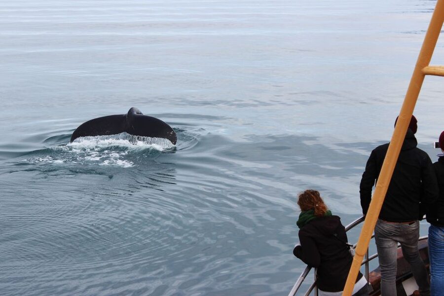 Árskógssandur: Whale-Watching Boat Trip - The traditional boat difference