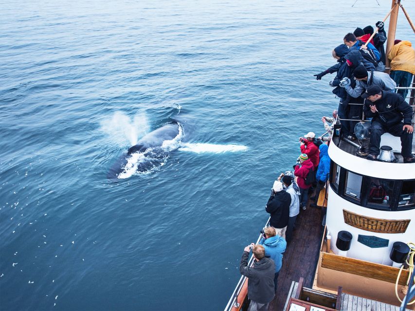 Árskógssandur: Whale-Watching Boat Trip - Picking a departure time and season