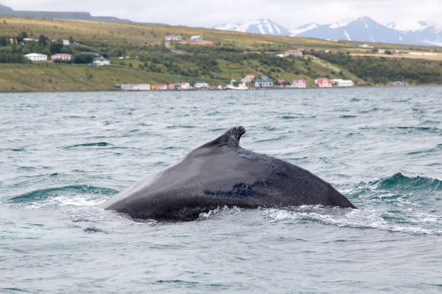 Árskógssandur: Whale-Watching Boat Trip - Checking in at Hótel Kaldi