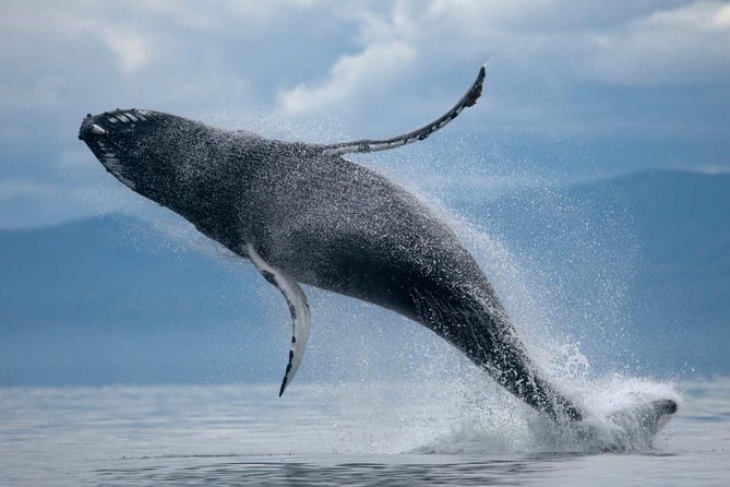 ATV & Whale Watching Full day adventure in Reykjavik - Two Iceland experiences in one day