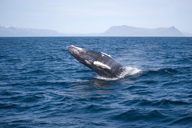 ATV & Whale Watching Full day adventure in Reykjavik - Off-road riding toward Ulfarsfell