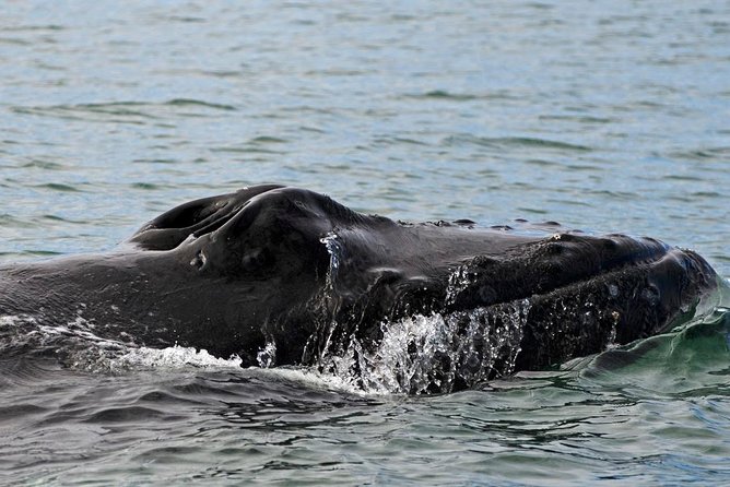 ATV & Whale Watching Full day adventure in Reykjavik - Lunch at Reykjavik Old Harbor