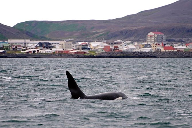 ATV & Whale Watching Full day adventure in Reykjavik - Three hours on Faxafloi Bay