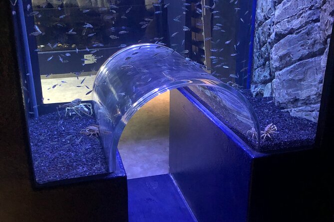 Beluga and Puffin Sanctuary Visitor Centre with Aquarium - Meeting belugas without a theme-park show
