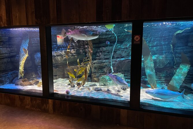 Beluga and Puffin Sanctuary Visitor Centre with Aquarium - Who will enjoy this most?