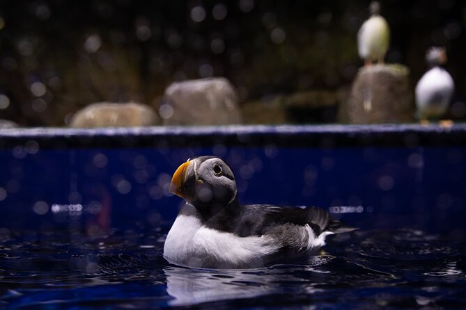 Beluga and Puffin Sanctuary Visitor Centre with Aquarium - The native aquarium and Iceland’s sea life