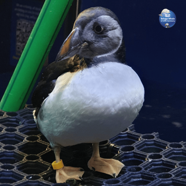 Beluga Whale Sanctuary - Admissions - Puffin rescue in a small working centre