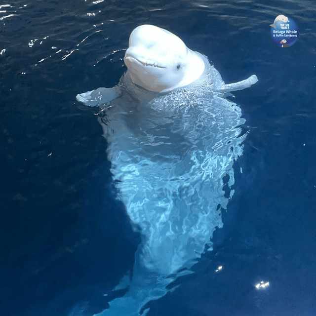 Beluga Whale Sanctuary - Admissions - Local marine life in the native species aquarium