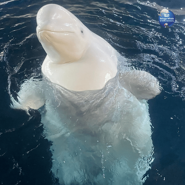 Beluga Whale Sanctuary - Admissions - Getting to Vestmannaeyjar from Seljalandsfoss